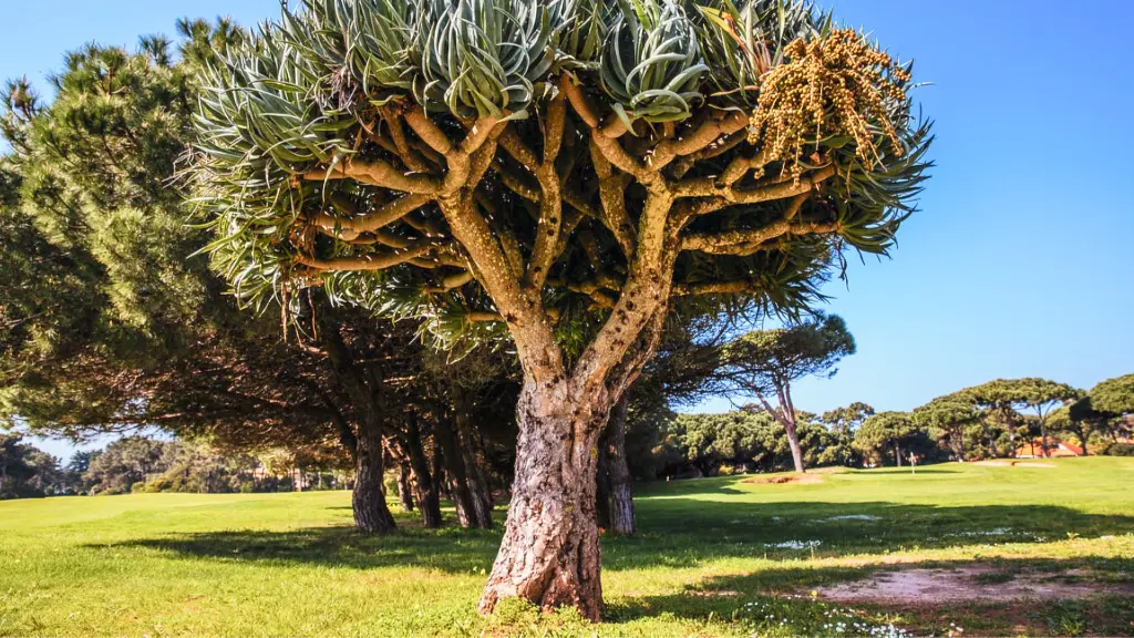 ONYRIA-Quinta-Marinha-resort-42.webp