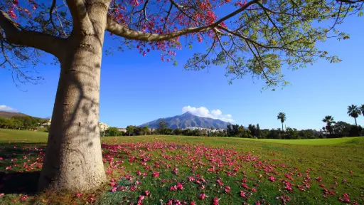 Real Club De Golf Las Brisas